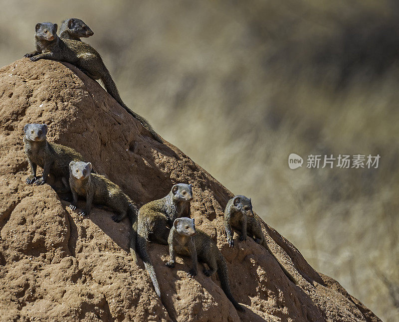 普通矮猫鼬(Helogale parvula)是一种猫鼬，原产于东非。肯尼亚桑布鲁国家保护区。在一个古老的白蚁丘上。